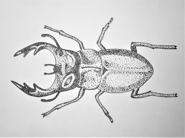 Eglė Jakštaitė 7a