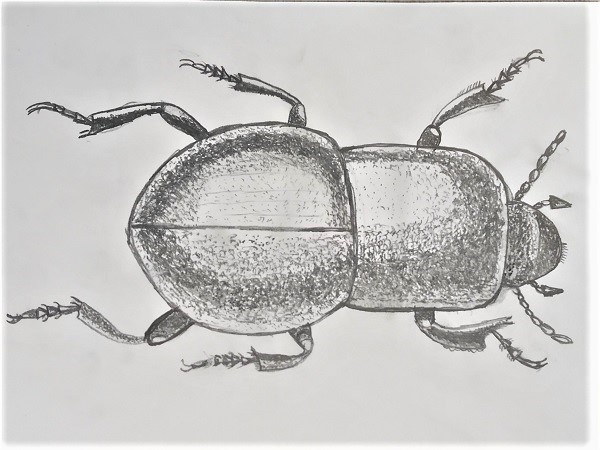 Roko Gudelio vabalėlis 7A #2