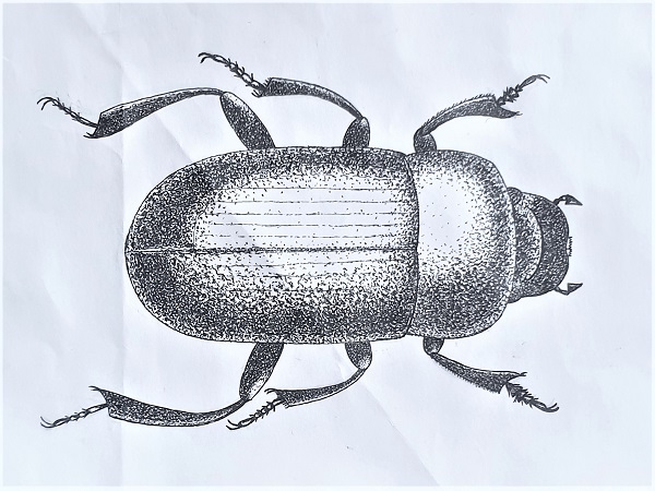 Ugnės Kraučiūnaitės, 7d