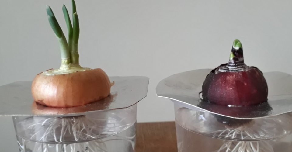 Raudonas svogunas