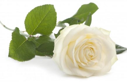white-rose-bloom