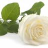 white-rose-bloom